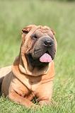 SHAR-PEI 943